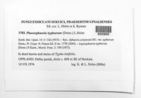 Phaeosphaeria typharum image